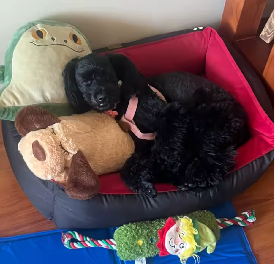 Pet Calming Plush