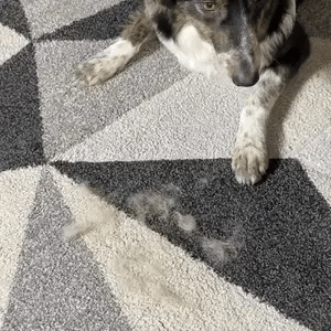 Magic Brush