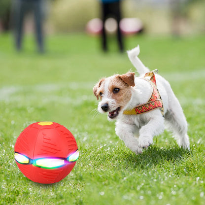 Doggy Disc Ball