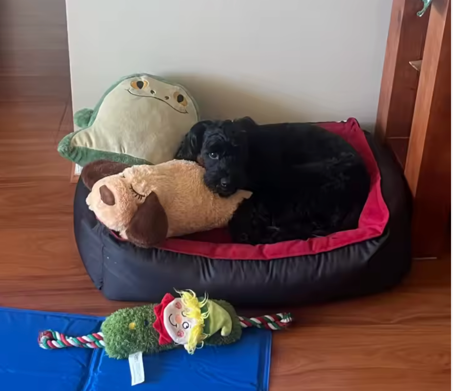 Pet Calming Plush