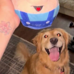 Bouncing Ball TOY