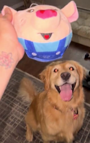 Bouncing Ball TOY