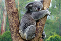 Donera för att rädda en koala